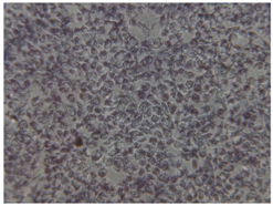 Coatings 07 00145 i019