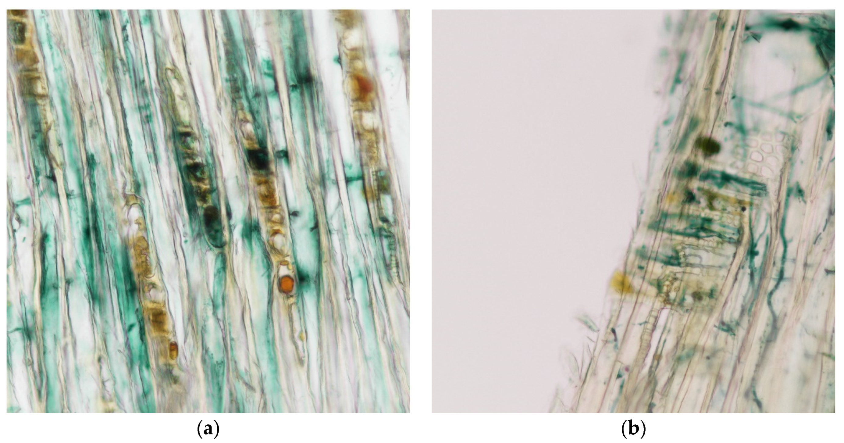 Coatings 07 00188 g001
