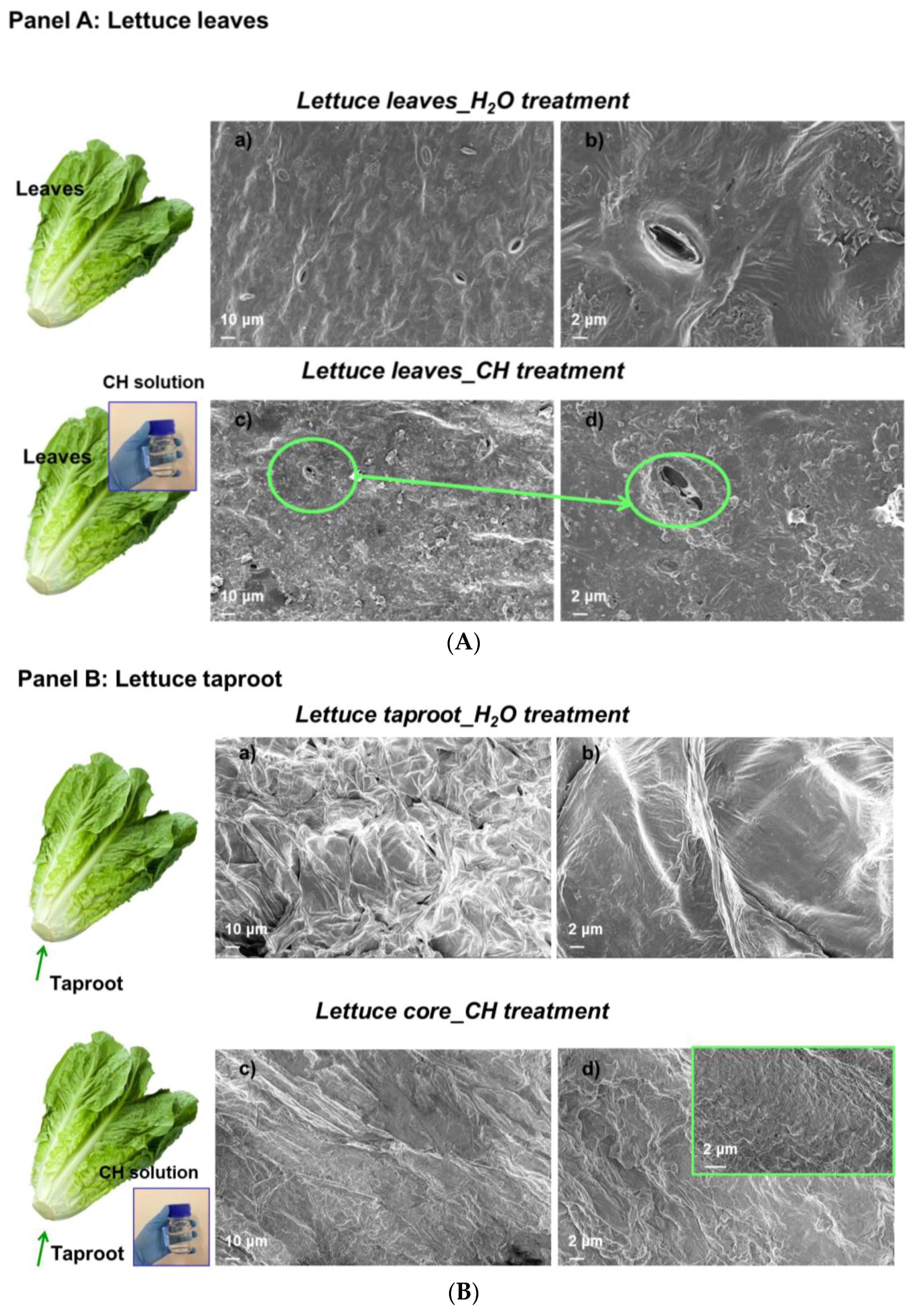 Coatings 07 00196 g003