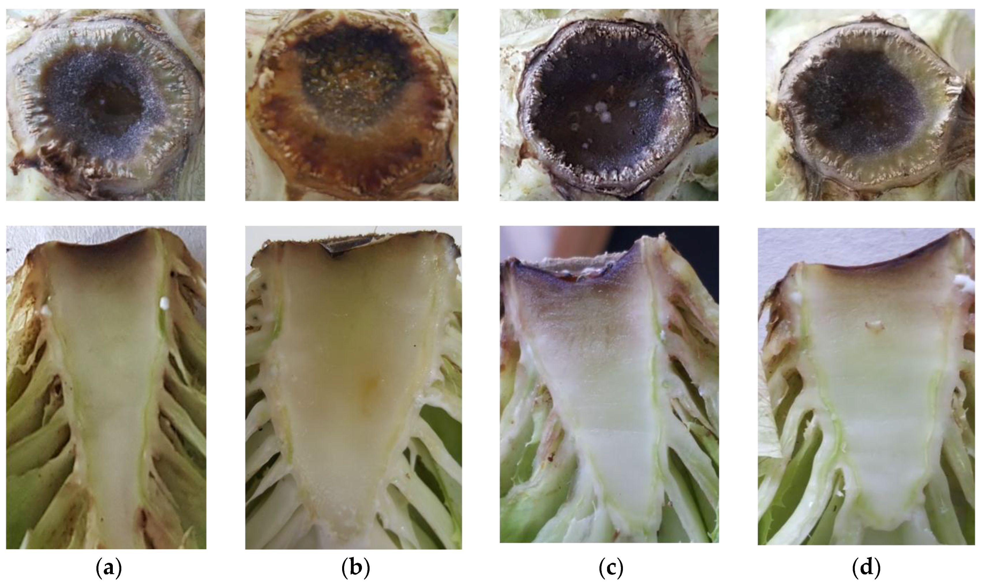 Coatings 07 00196 g009