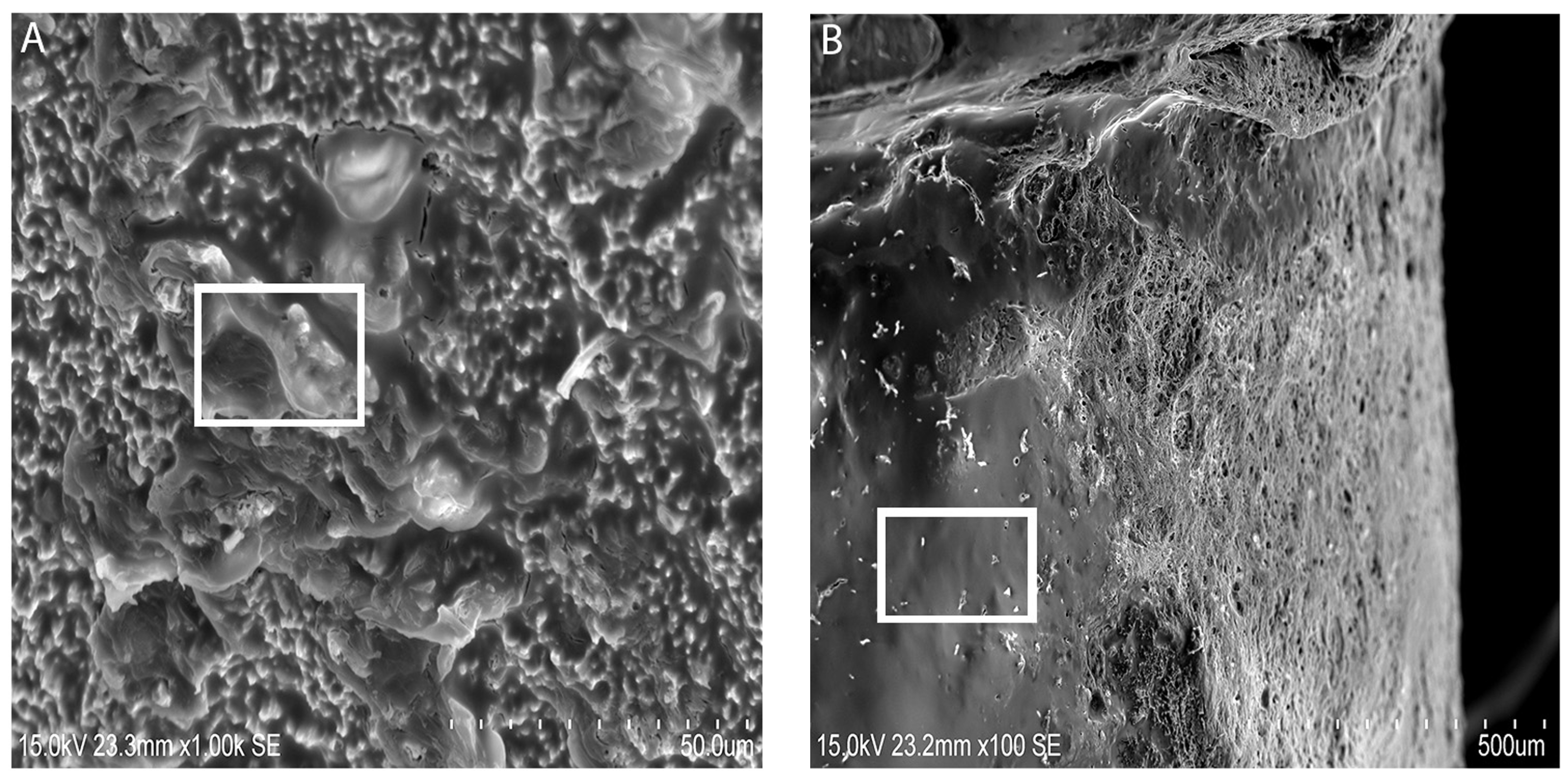 Coatings 07 00201 g003