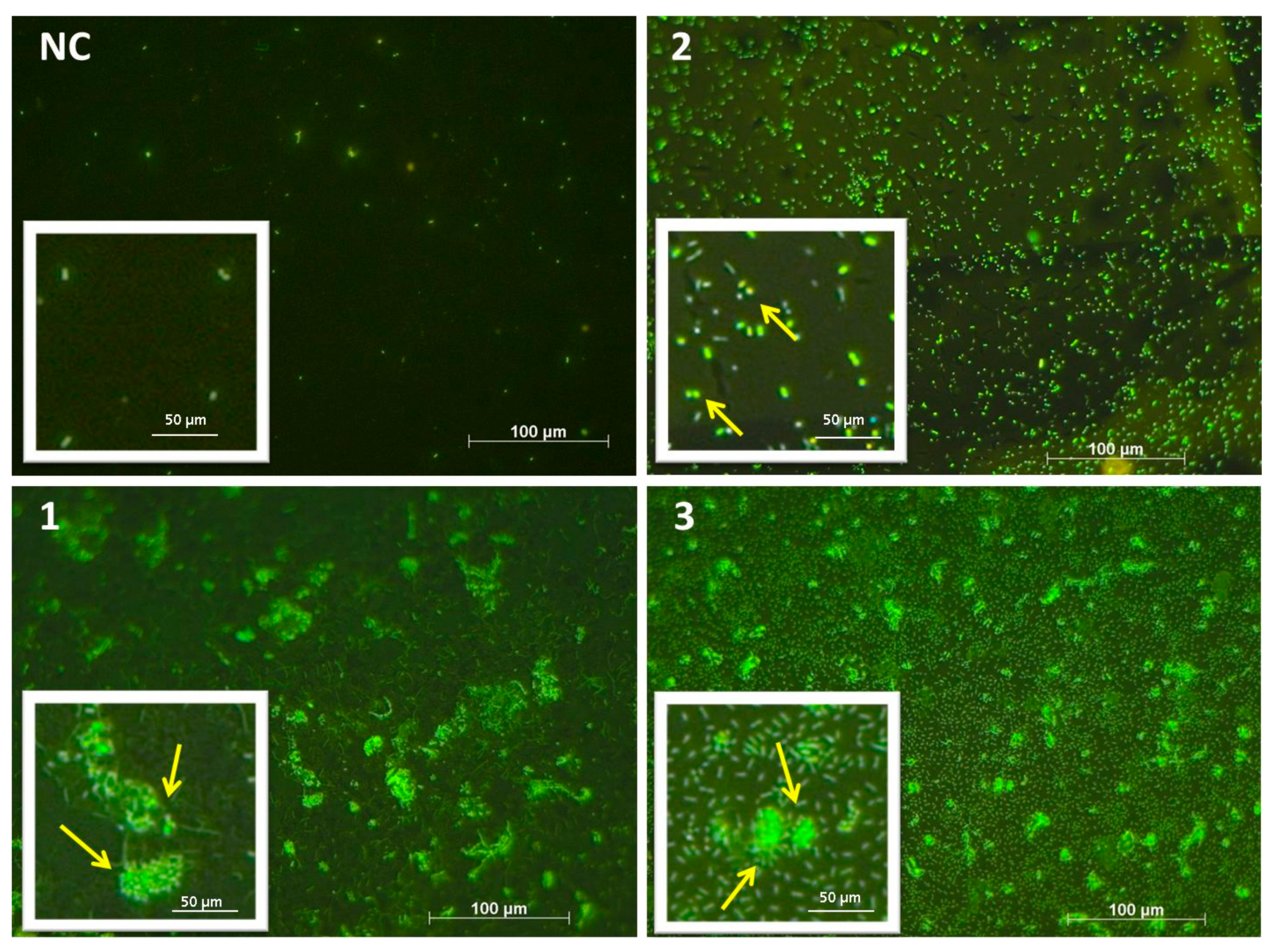 Coatings 08 00136 g002