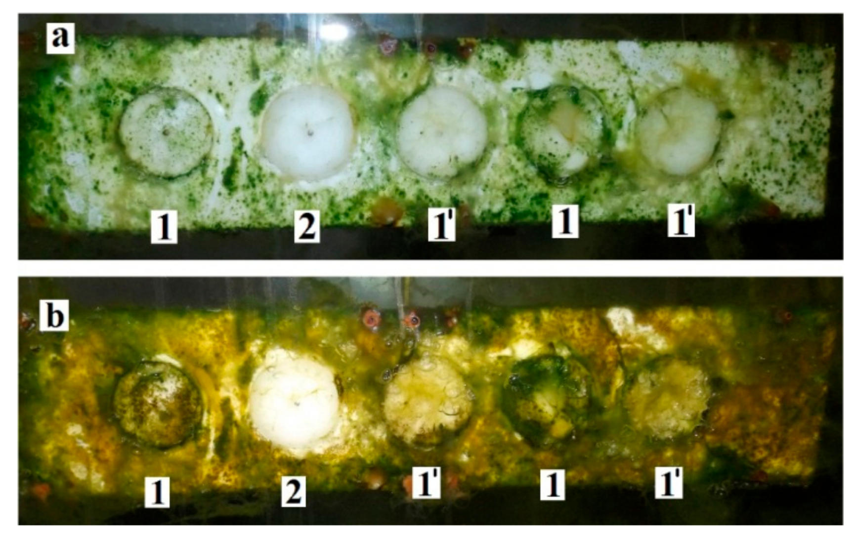 Coatings 08 00136 g005