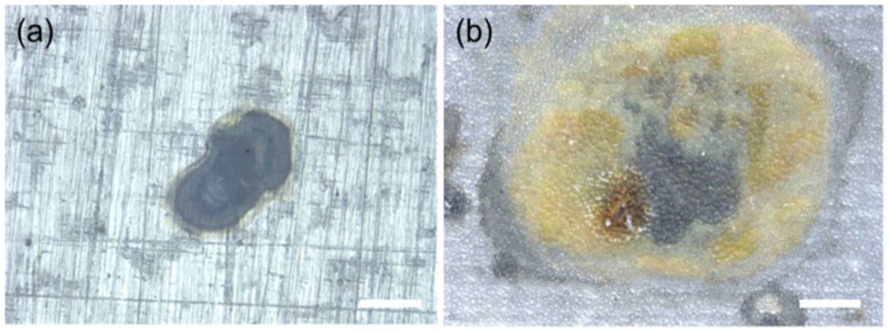 Coatings 08 00162 g010