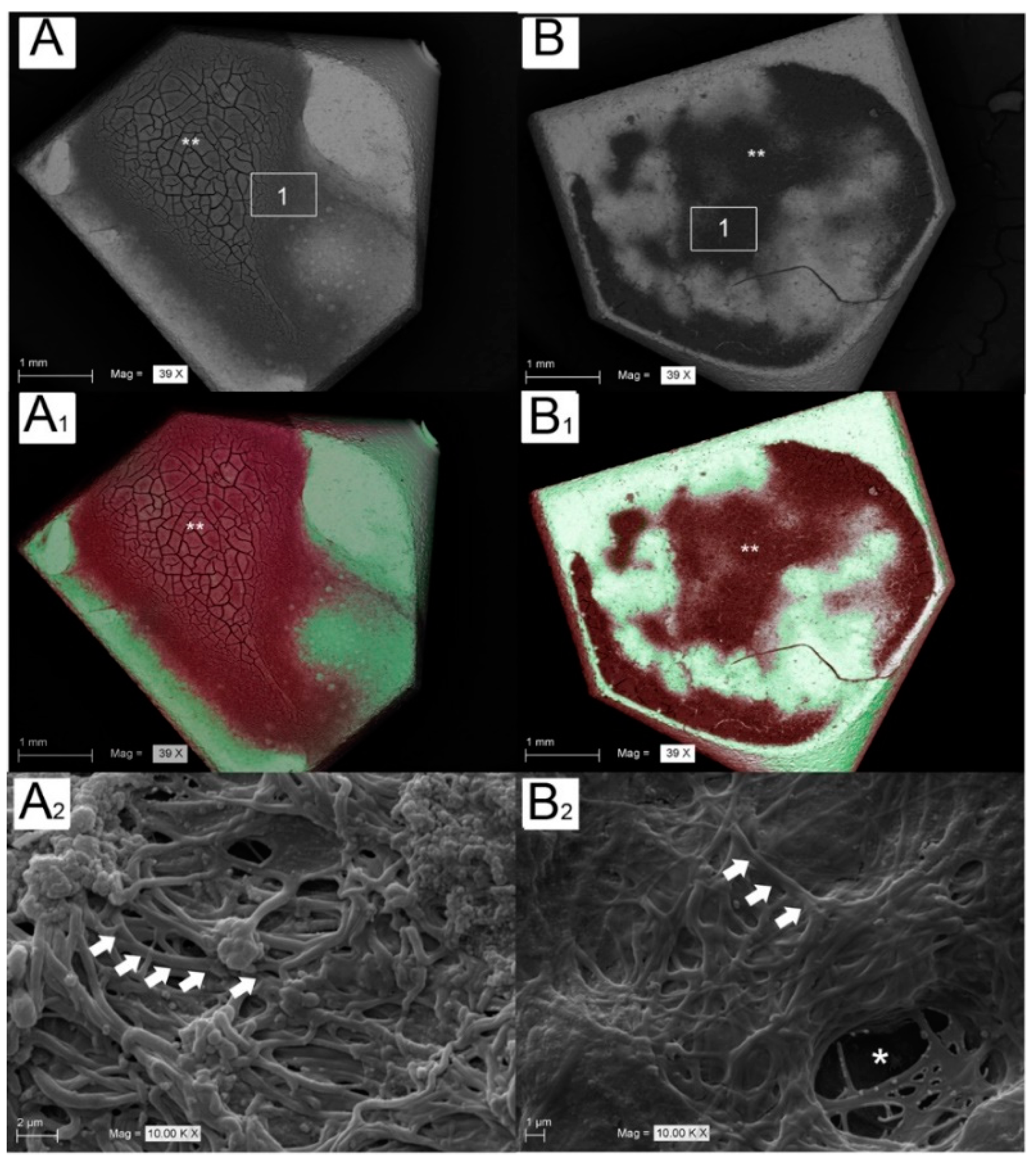 Coatings 08 00252 g005