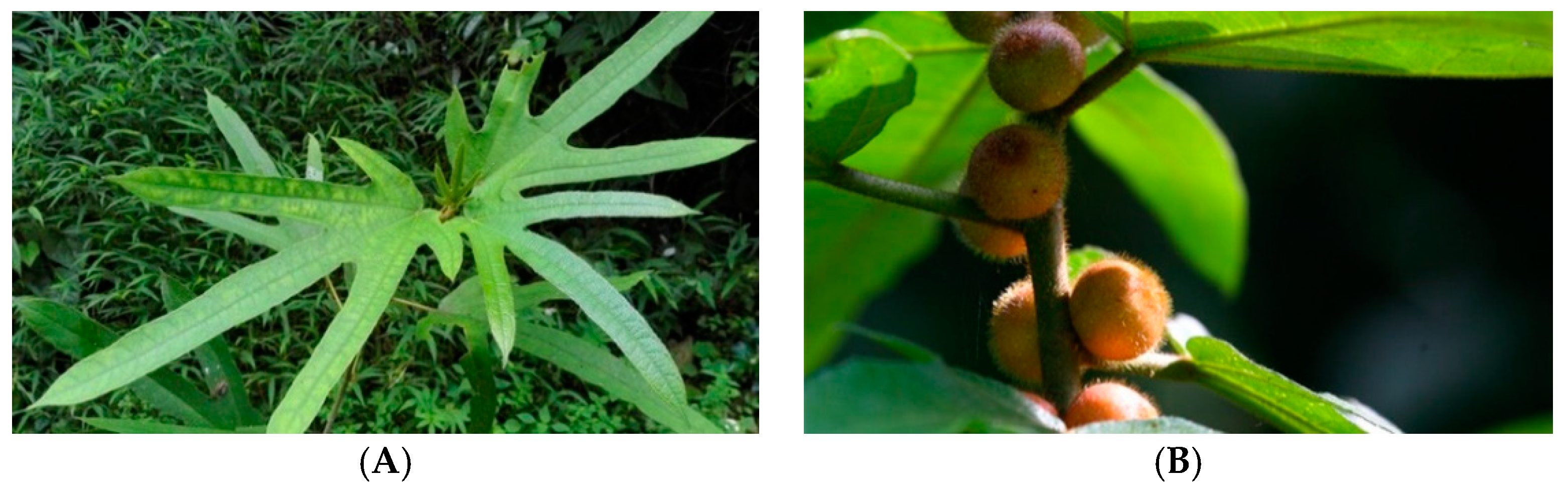 Coatings 08 00445 g001