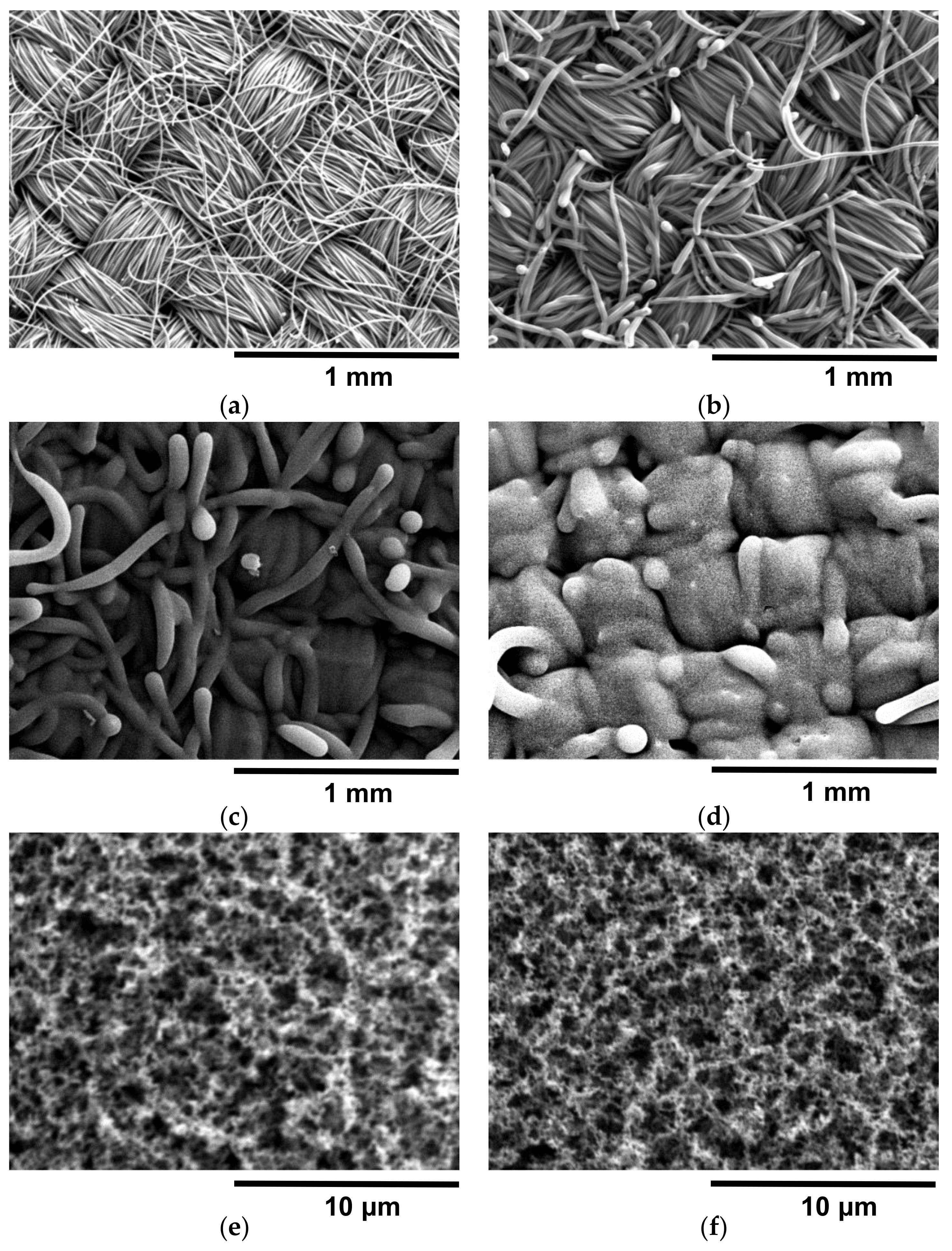 Coatings 08 00468 g002 Coatings 08 00468 g002