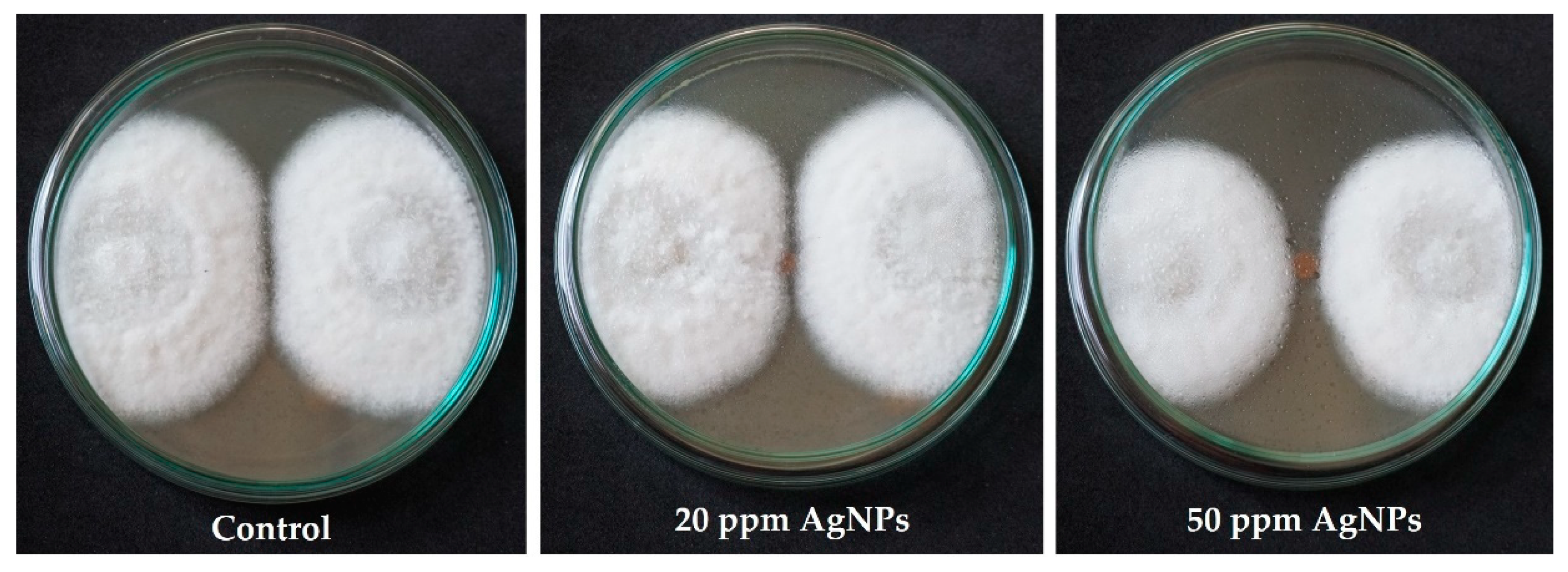 Coatings 09 00040 g002
