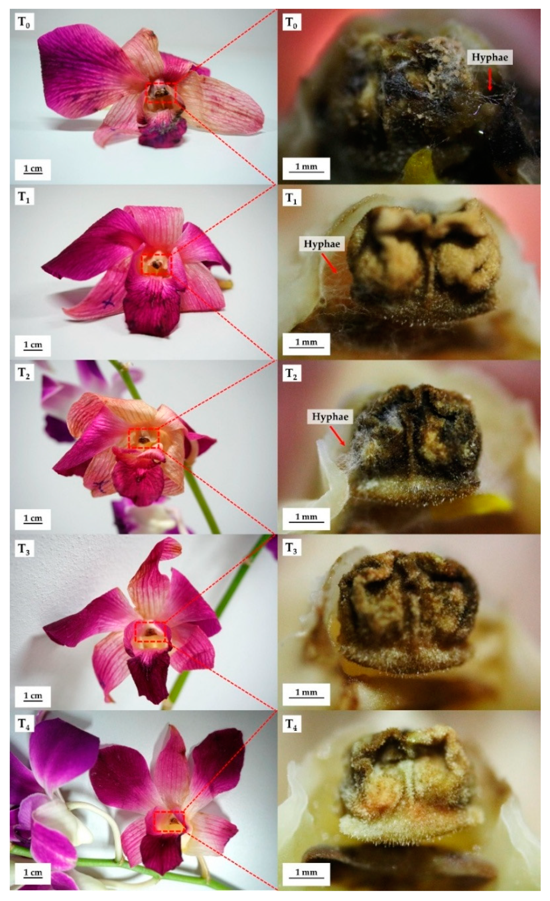 Coatings 09 00040 g005