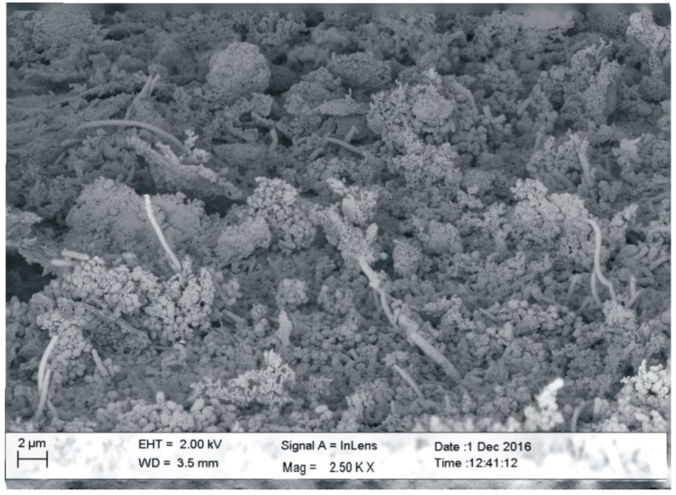 Coatings 09 00099 g004