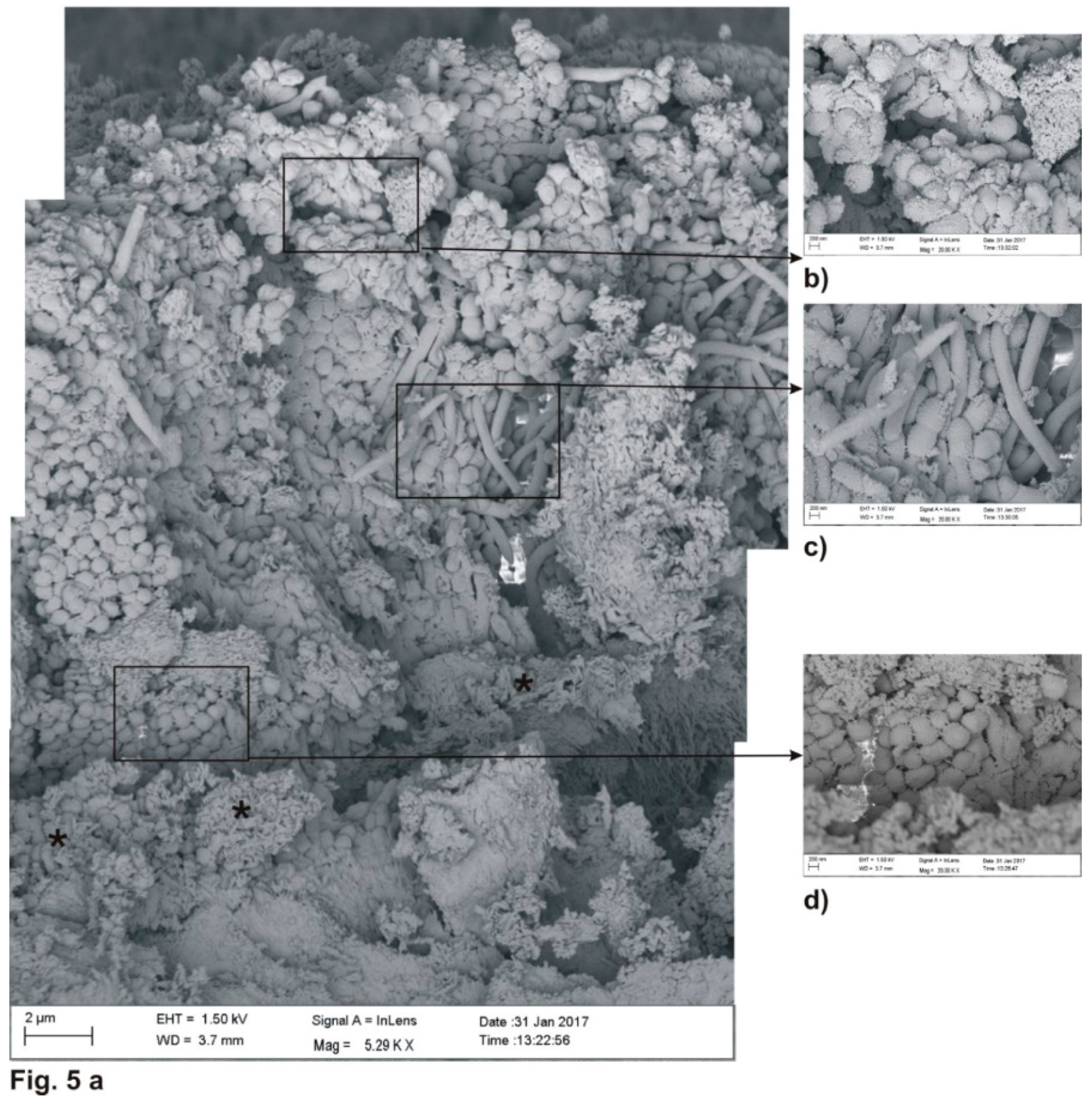 Coatings 09 00099 g005