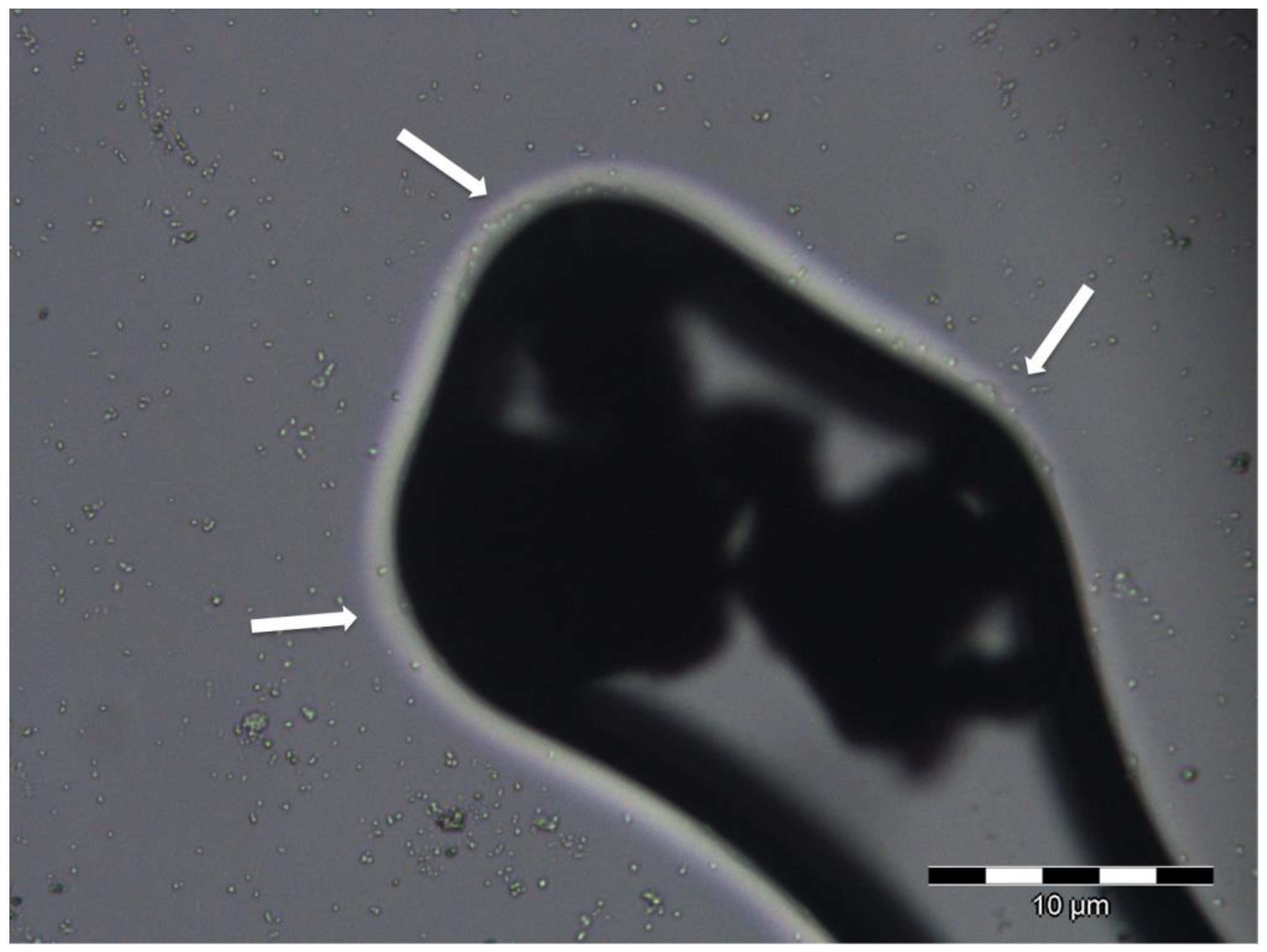Coatings 09 00104 g006