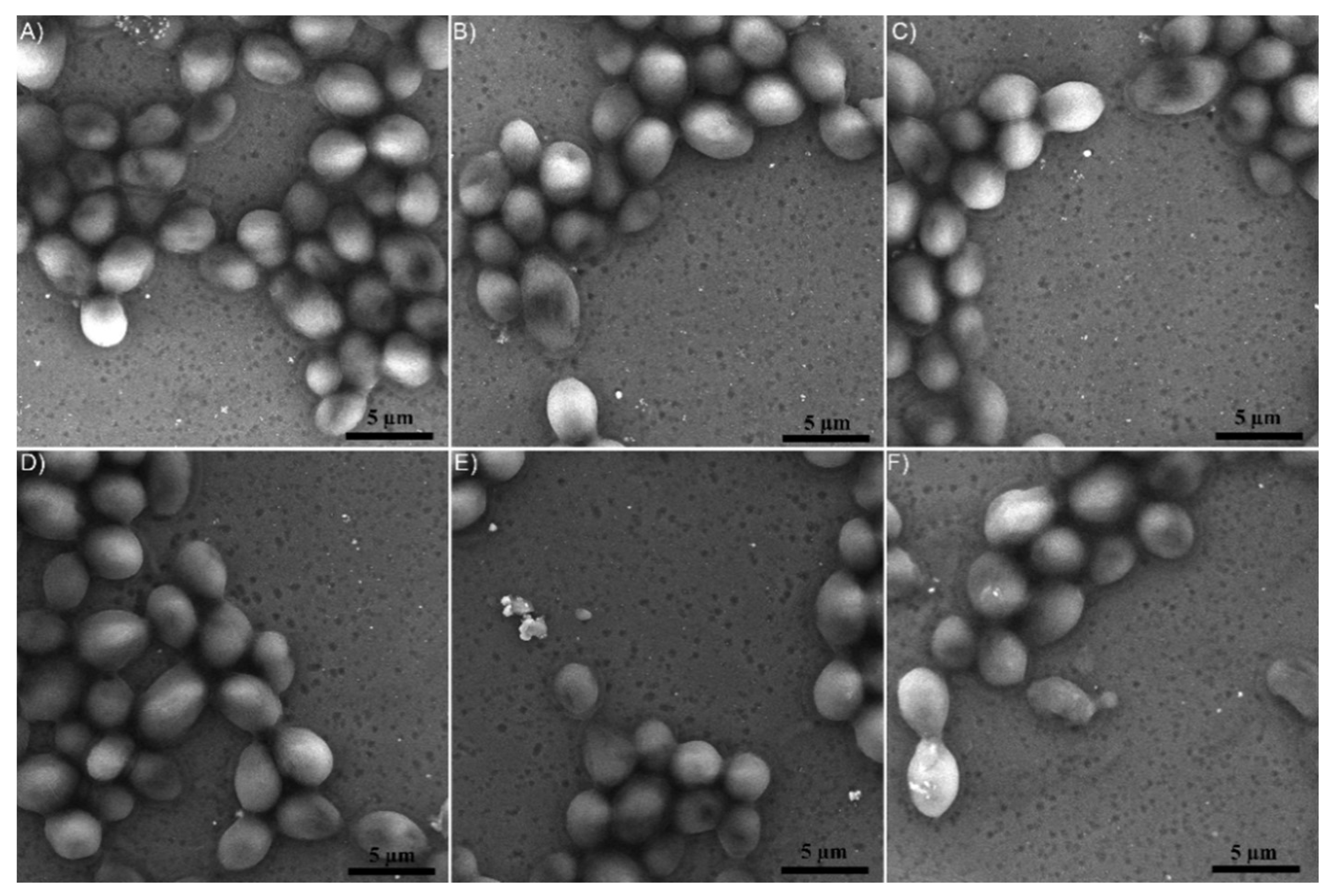 Coatings 09 00156 g010