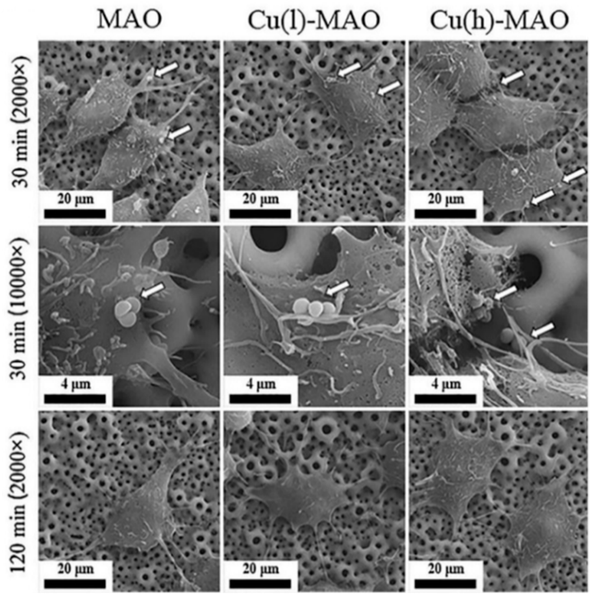 Coatings 09 00249 g003