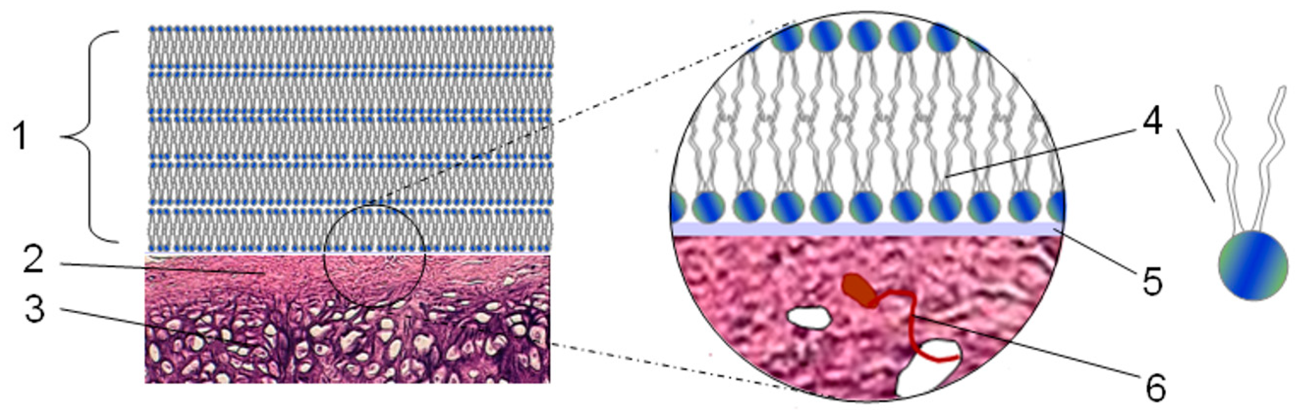 Coatings 09 00264 g002