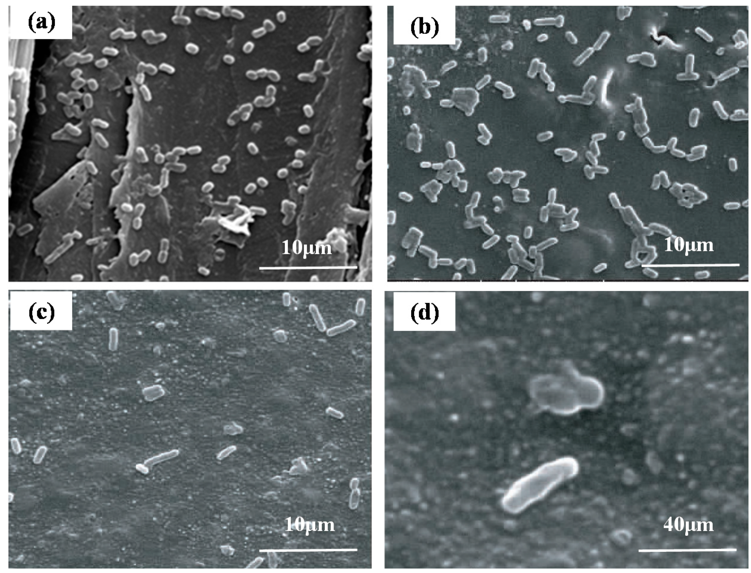 Coatings 09 00403 g004