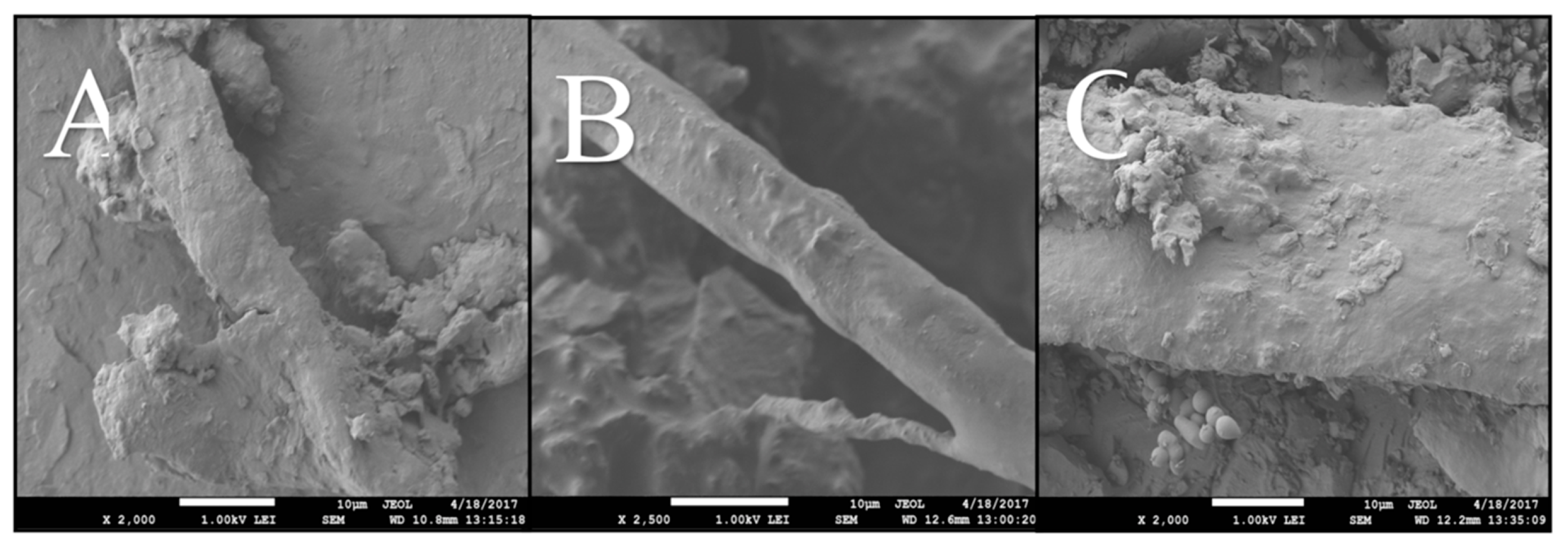 Coatings 09 00447 g007