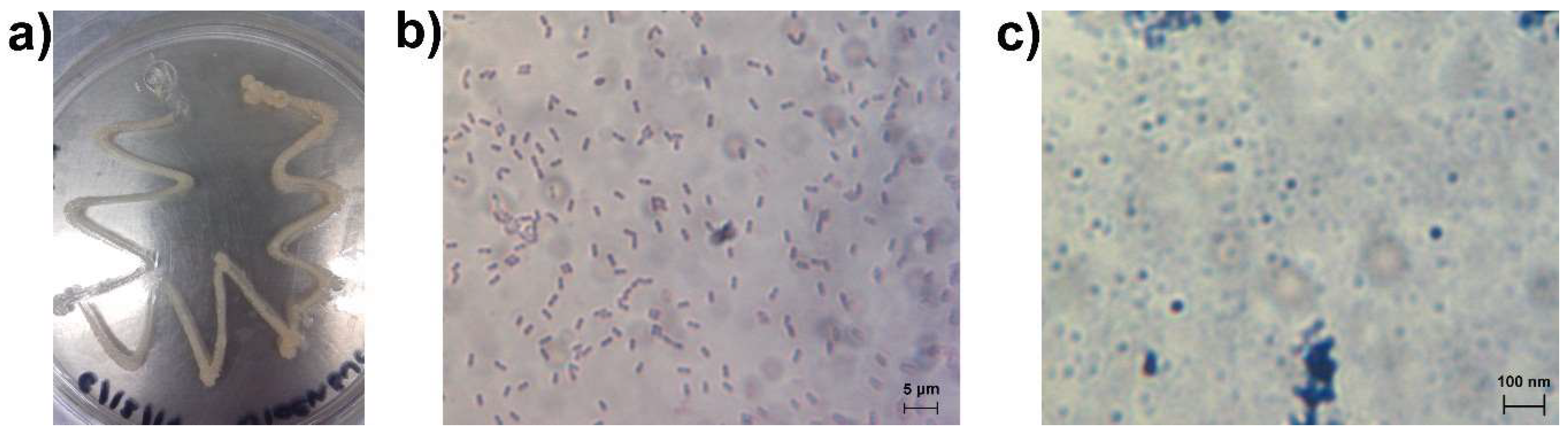 Coatings 09 00462 g003