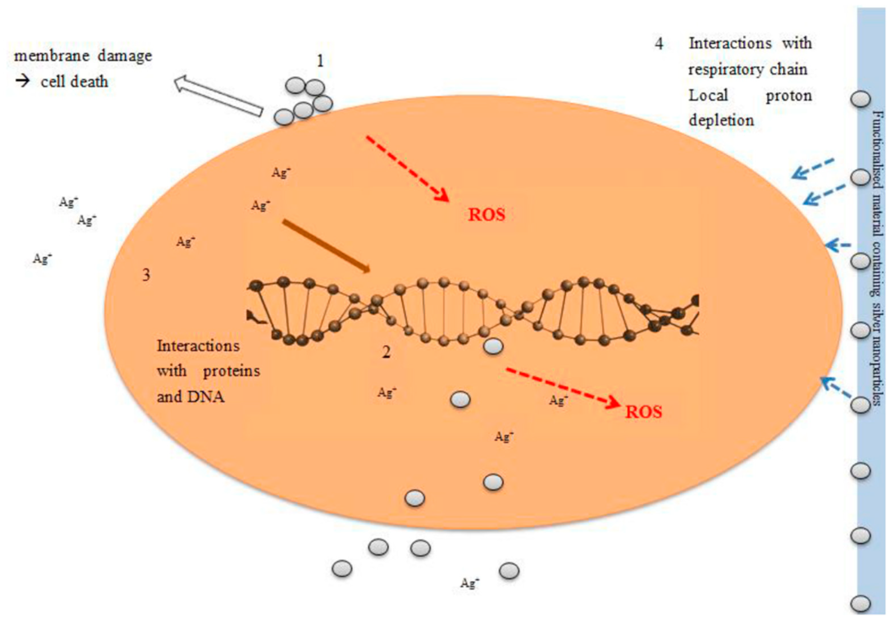 Coatings 09 00515 g003