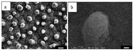 Coatings 09 00640 i004 Coatings 09 00640 i004