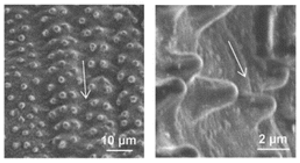 Coatings 09 00640 i005 Coatings 09 00640 i005