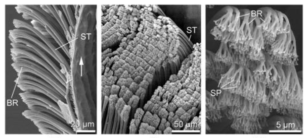Coatings 09 00640 i008 Coatings 09 00640 i008
