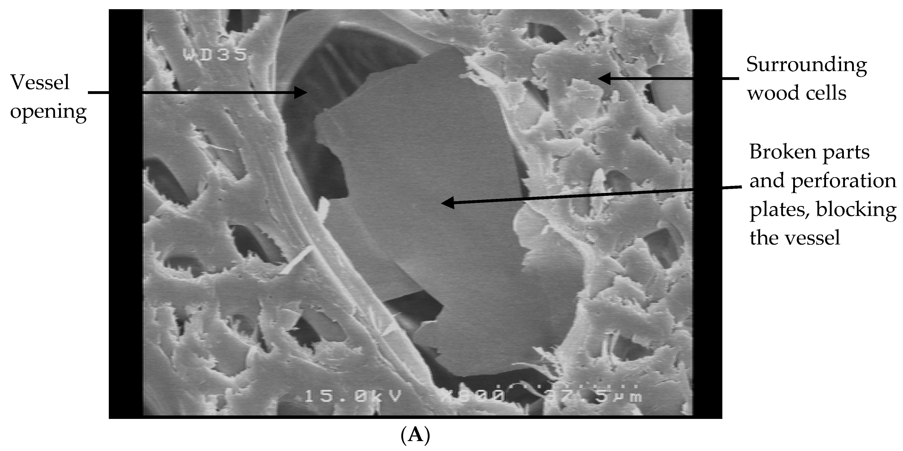 Coatings 09 00723 g004a