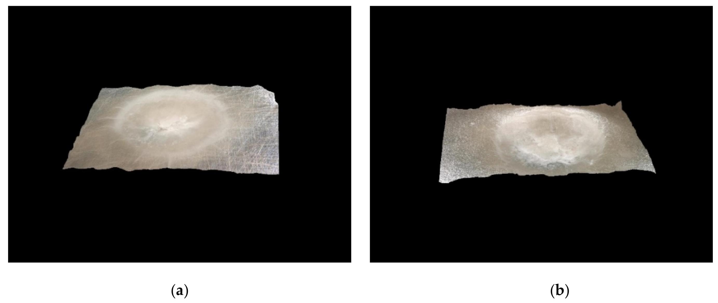 Coatings 09 00793 g015