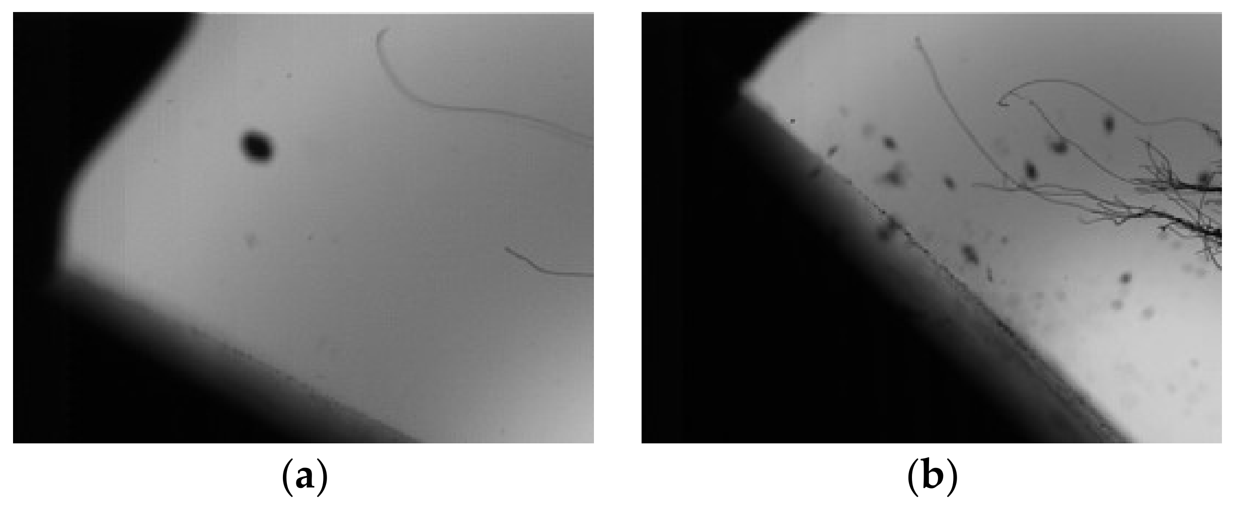 Coatings 09 00821 g003a