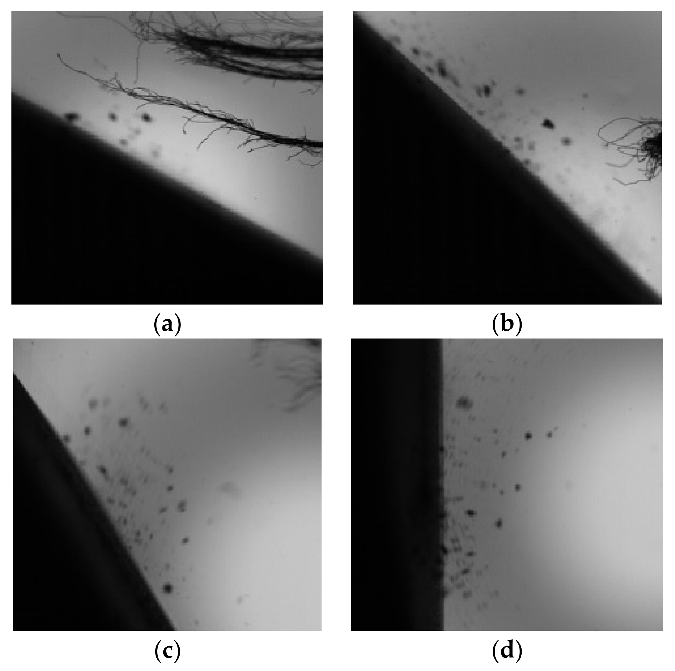 Coatings 09 00821 g015