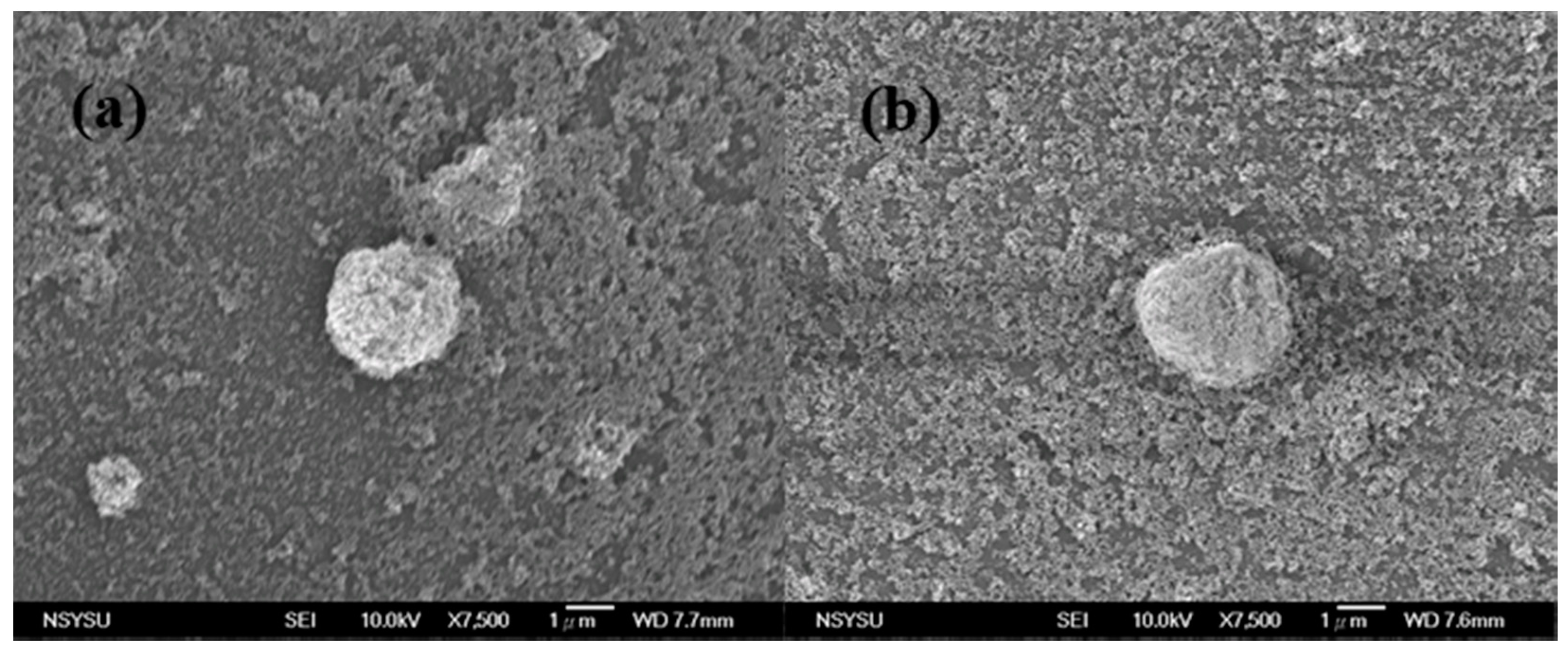 Coatings 10 00013 g003