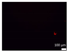 Coatings 10 00025 i005