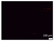 Coatings 10 00025 i006