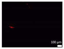 Coatings 10 00025 i007