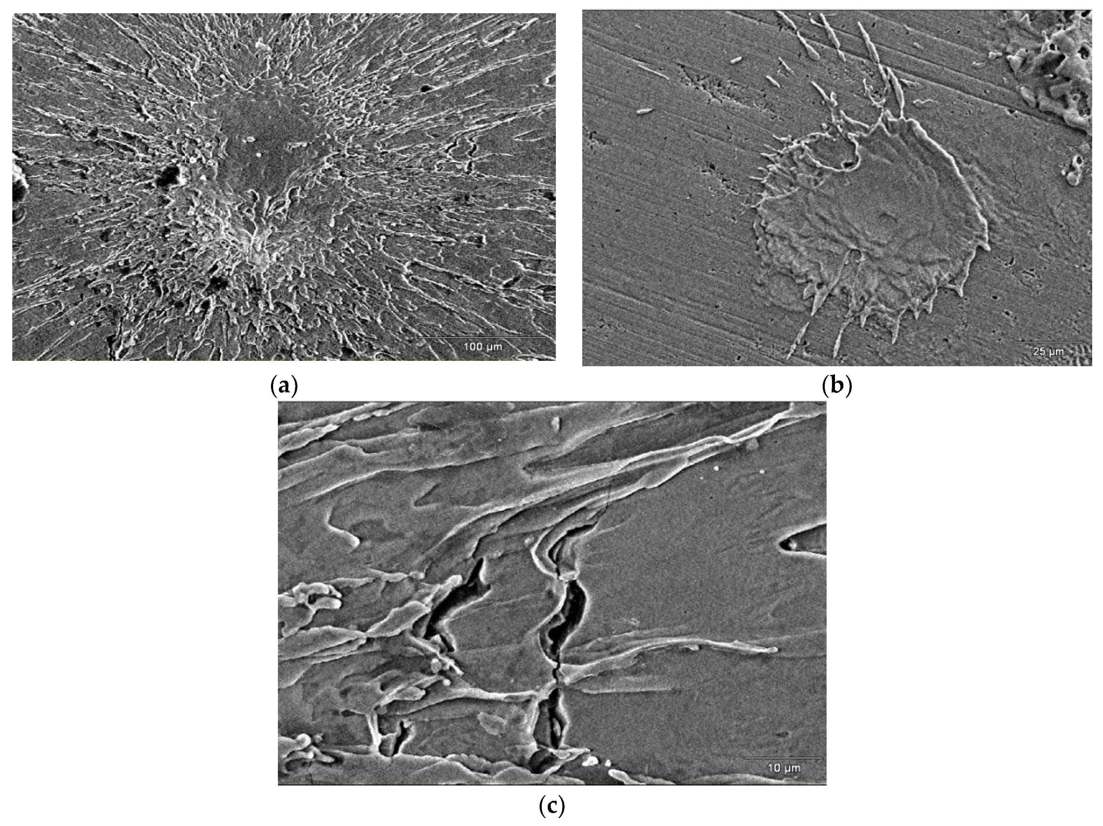 Coatings 10 00067 g005