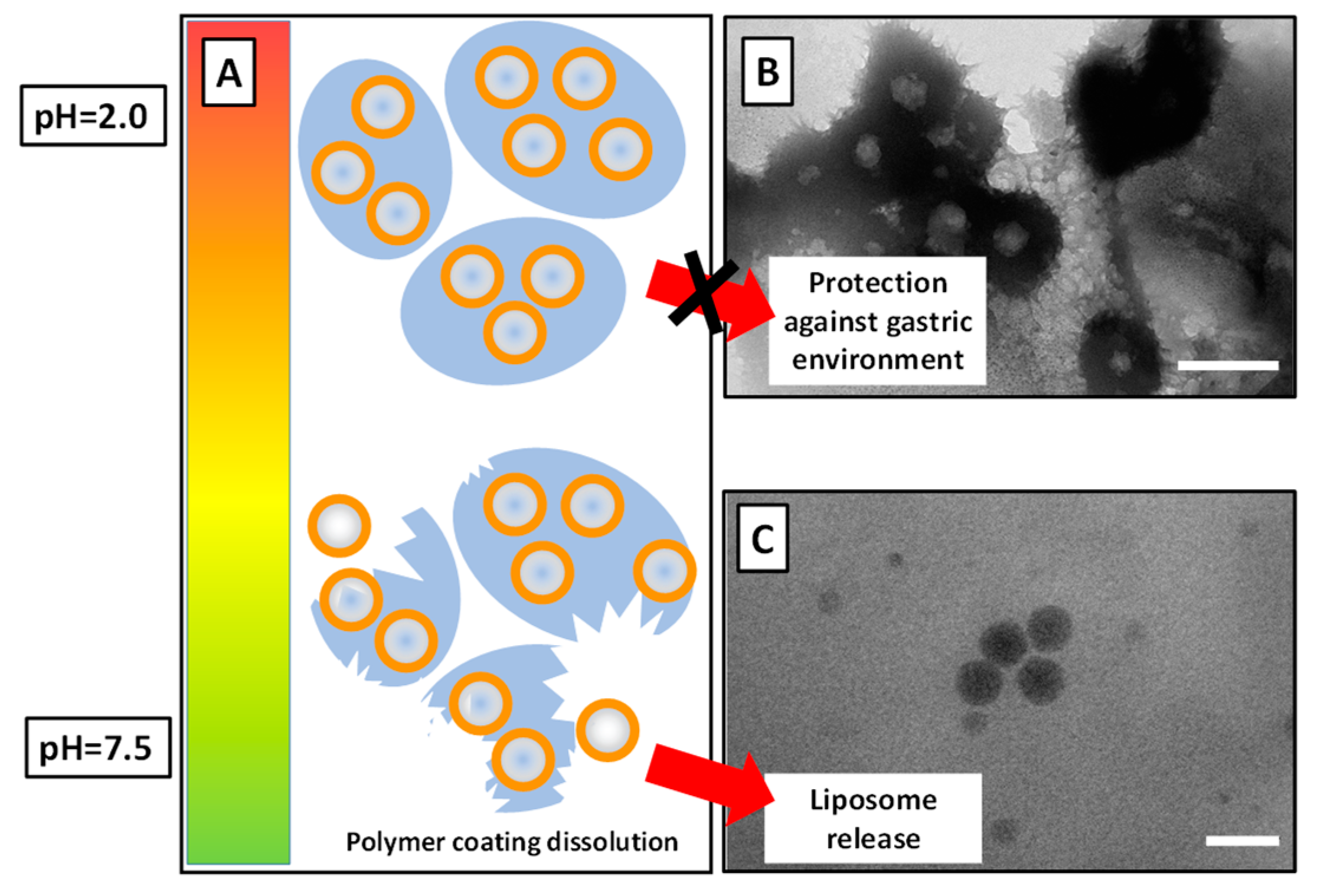 Coatings 10 00114 g001 Coatings 10 00114 g001