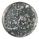 Coatings 10 00126 i002