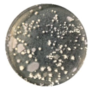 Coatings 10 00126 i010