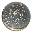 Coatings 10 00126 i018