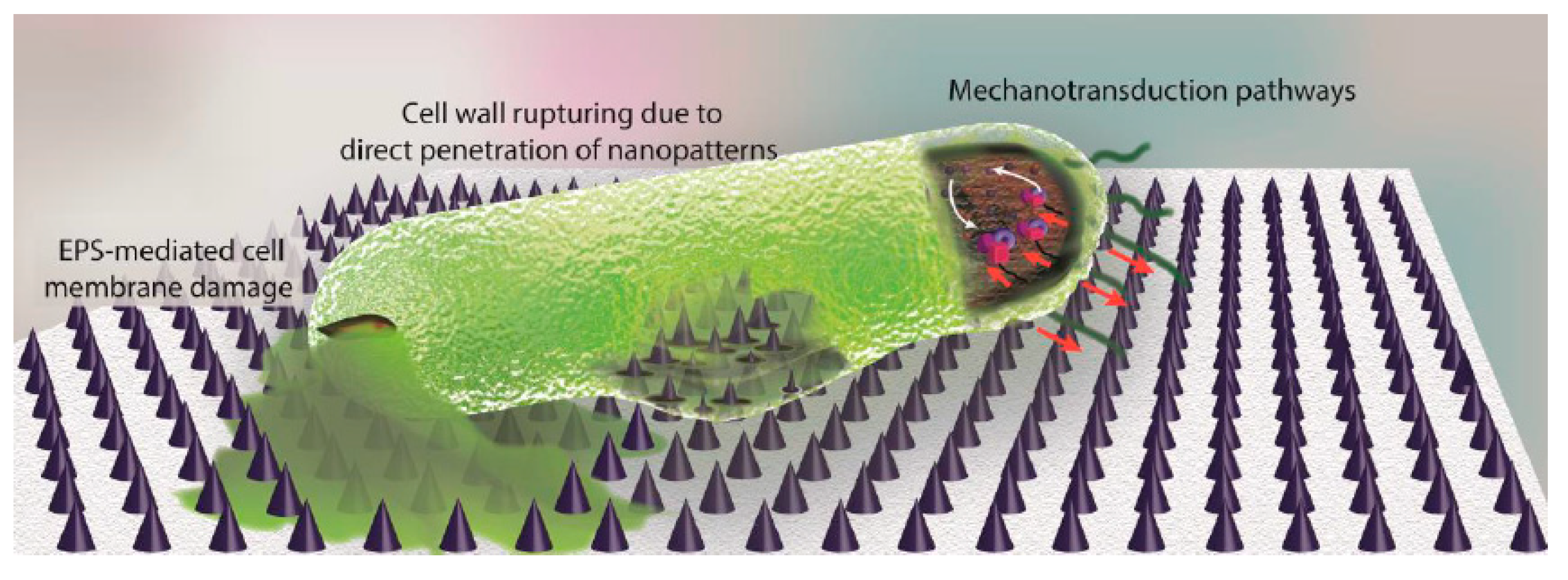 Coatings 10 00139 g003