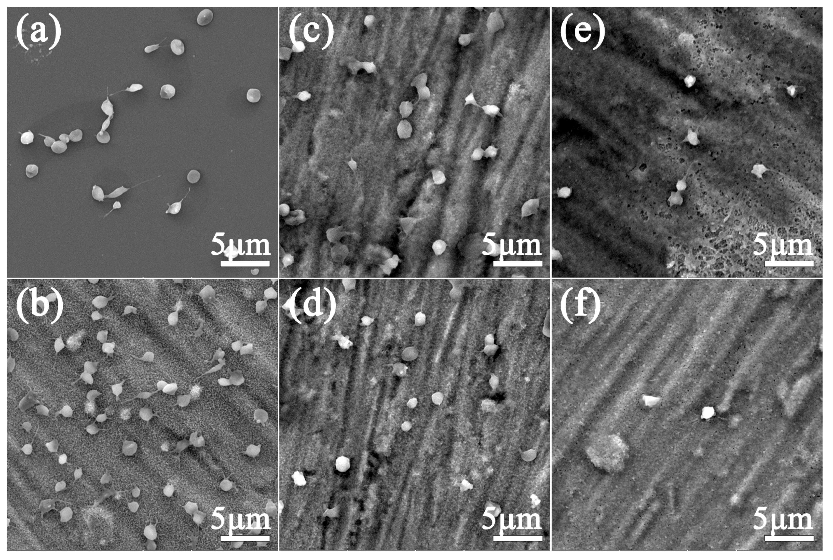 Coatings 10 00256 g006