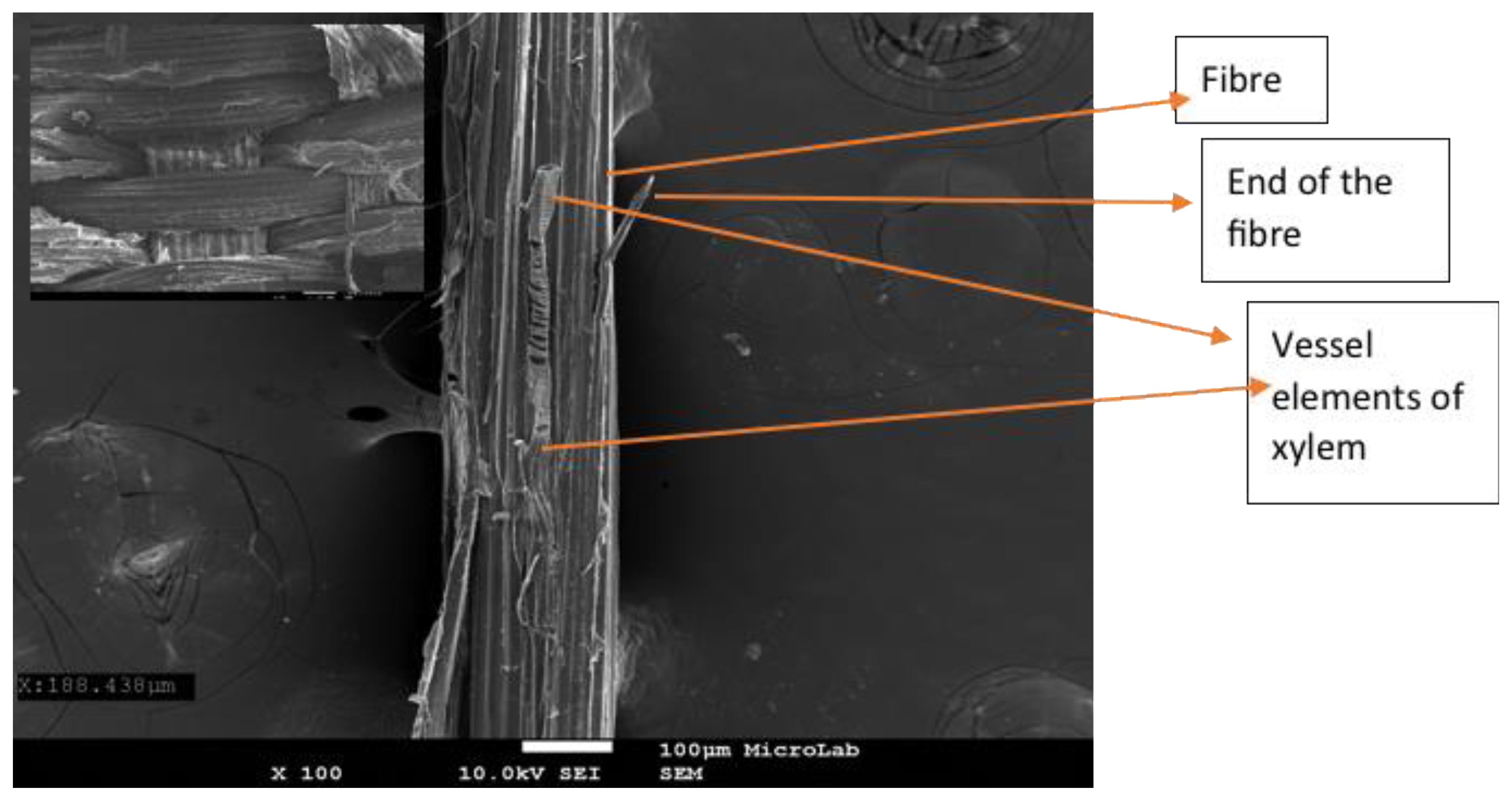 Coatings 10 00287 g001