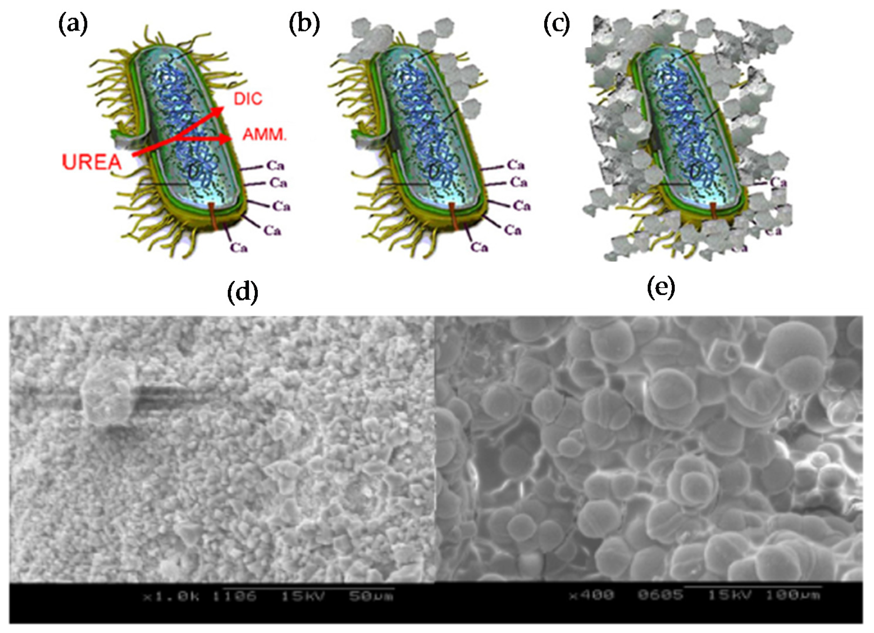 Coatings 10 00449 g011