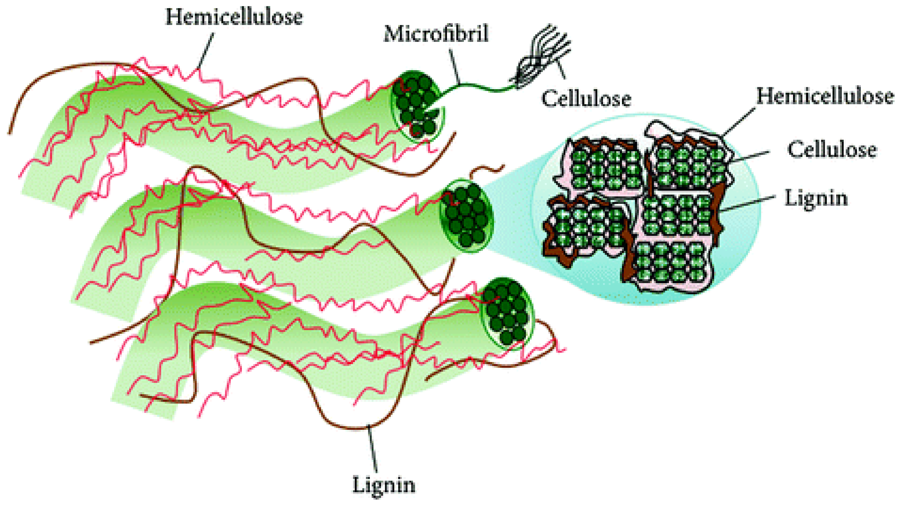 Coatings 10 00566 g005
