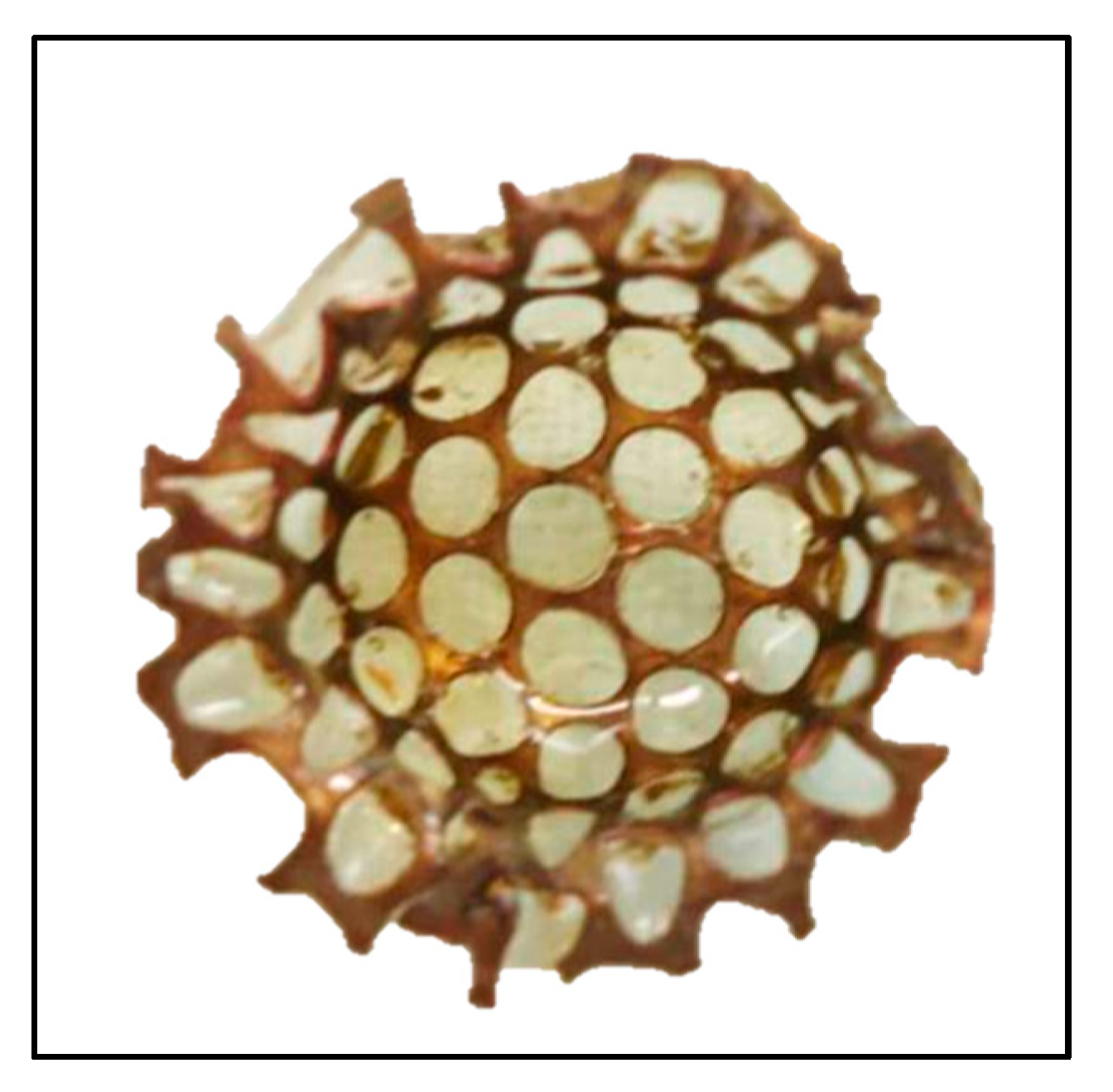 Coatings 10 00595 g001