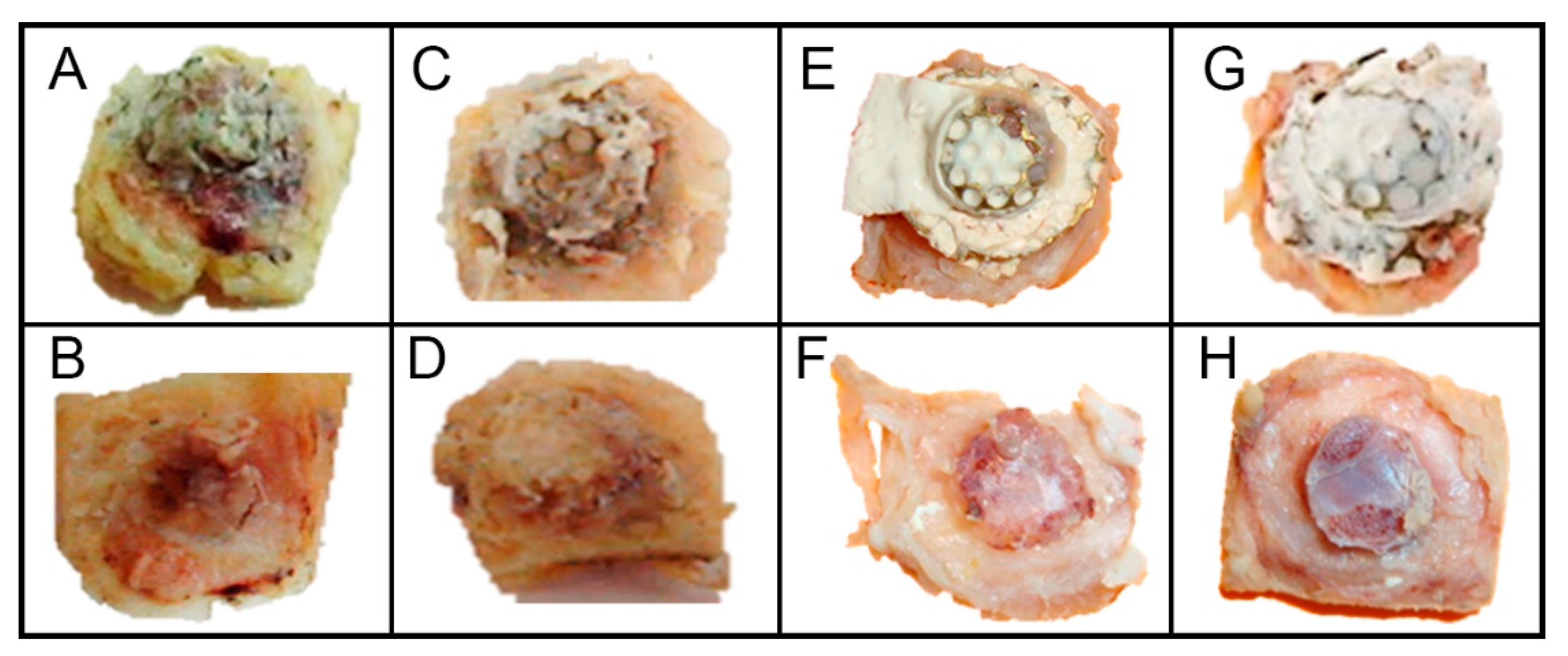 Coatings 10 00595 g004