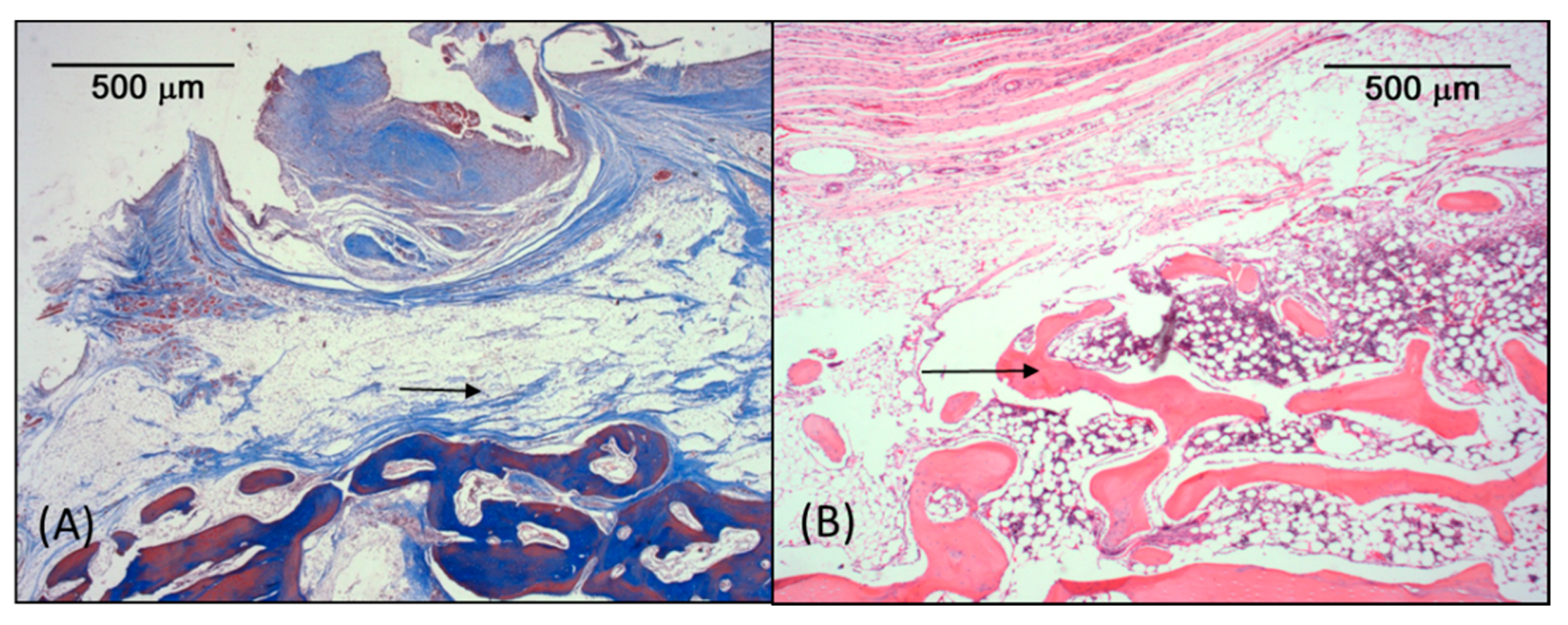 Coatings 10 00595 g008