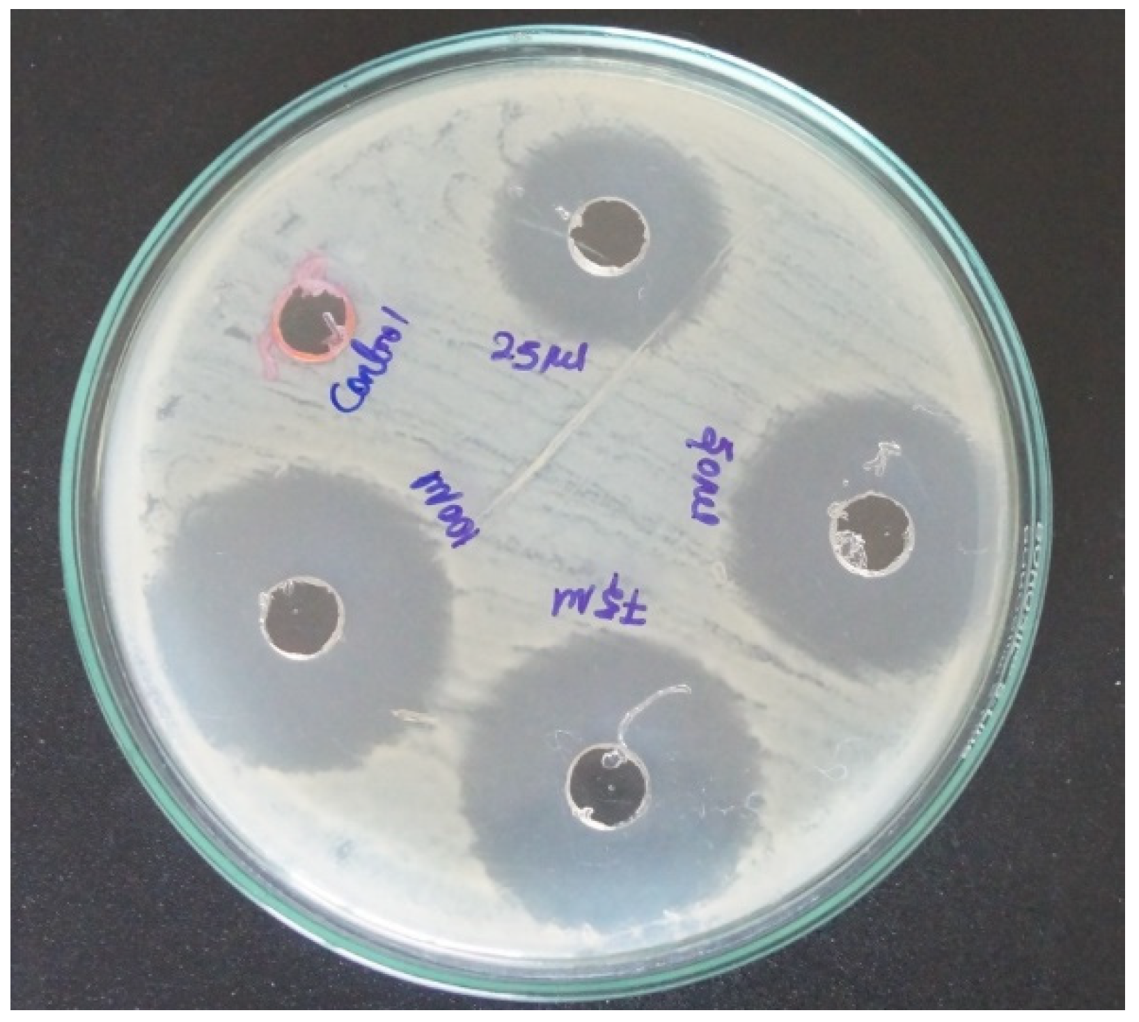 Coatings 10 00626 g004