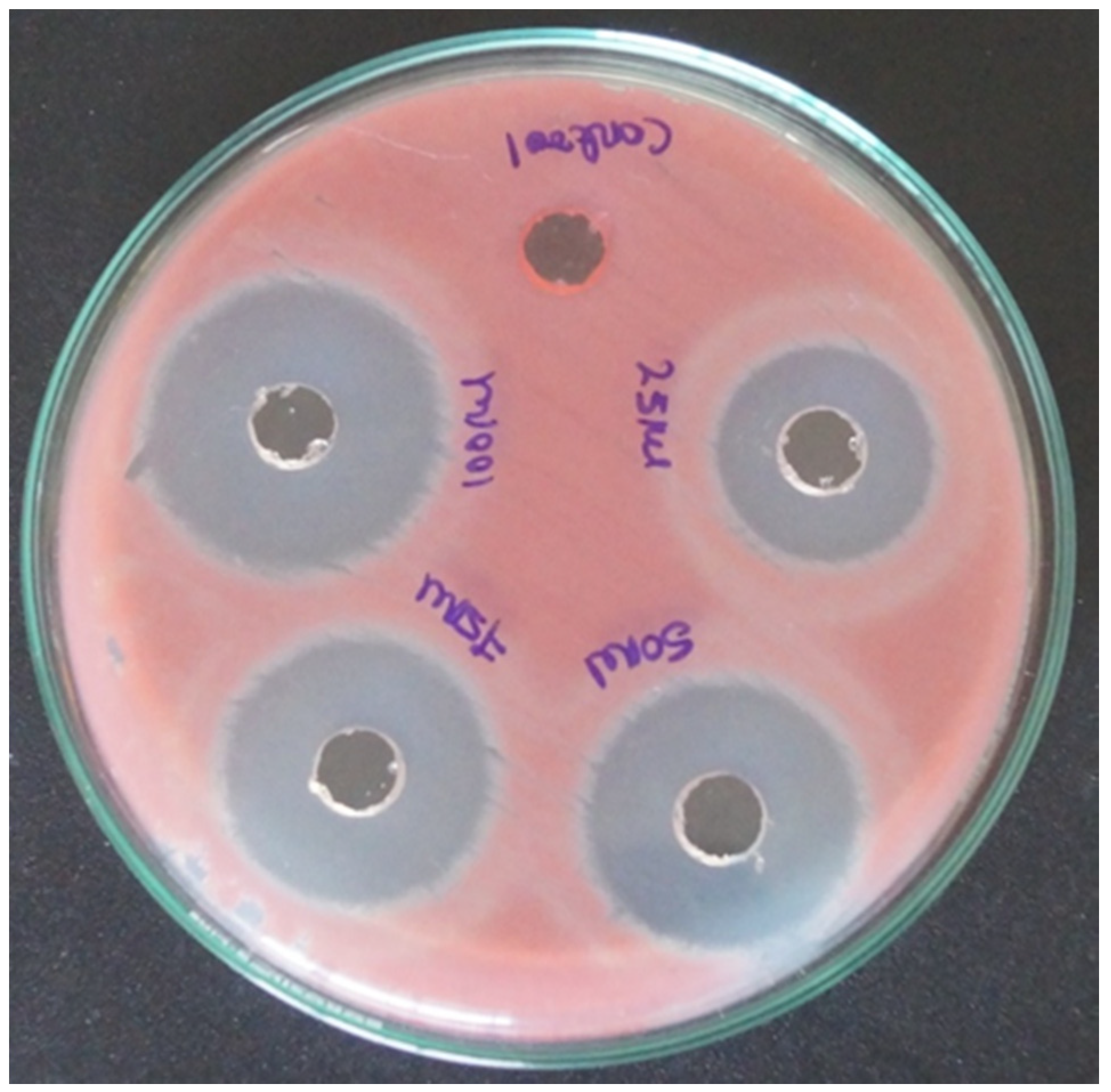 Coatings 10 00626 g005