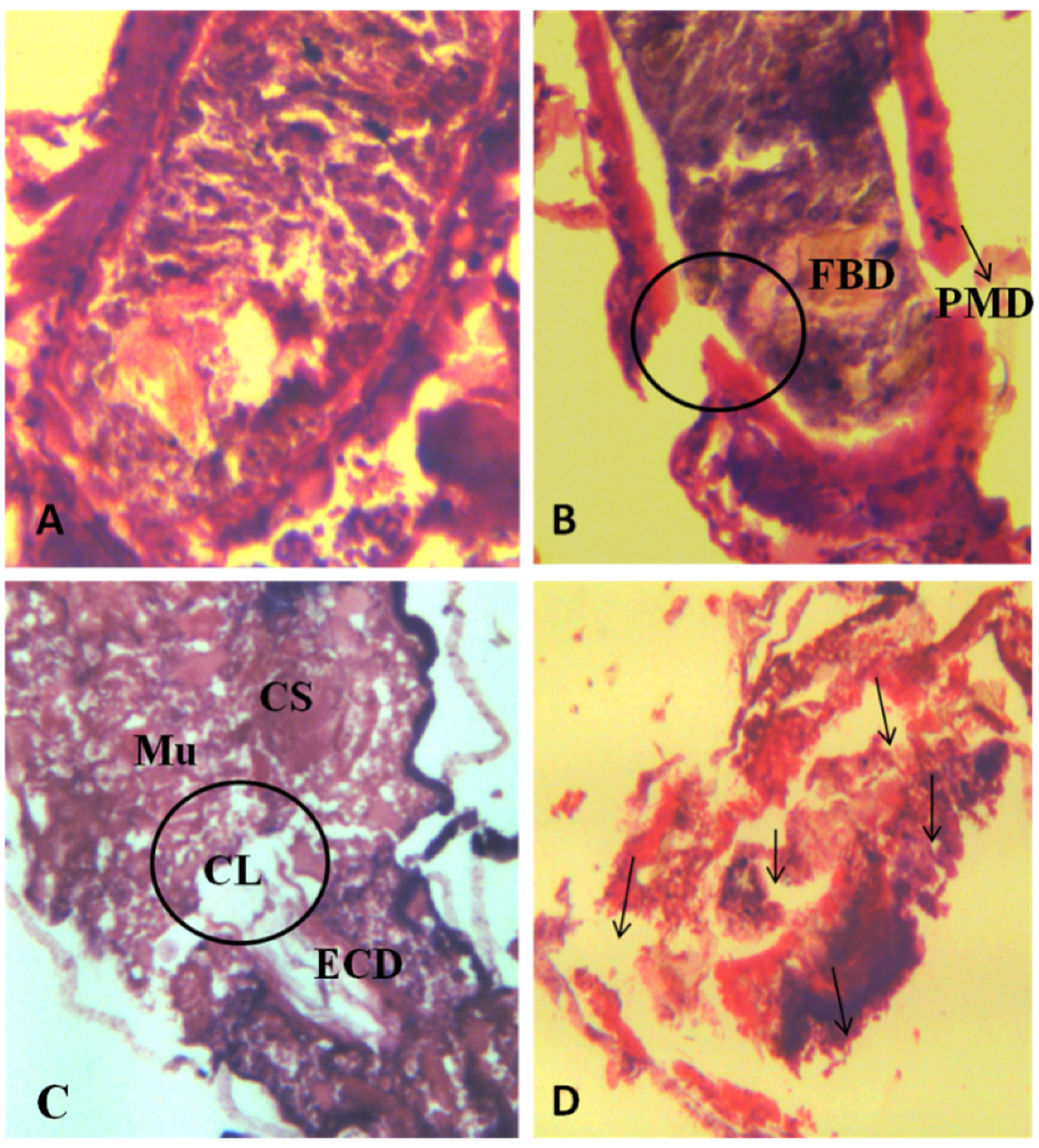 Coatings 10 00626 g006